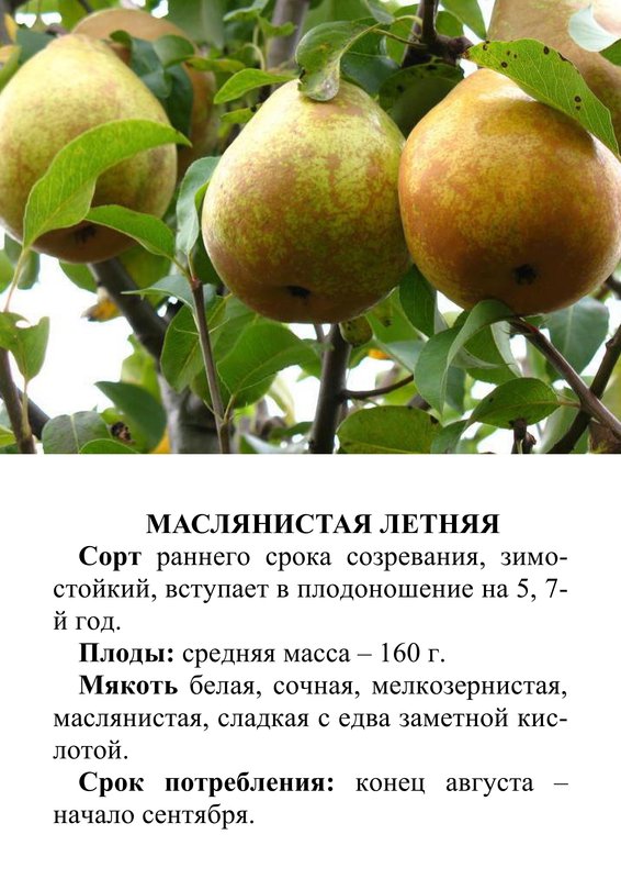 масляничтая летняя.jpg